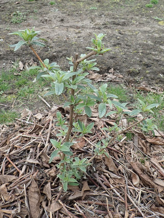 Buddleja davidii Fascination 2019-03-23 7730.JPG