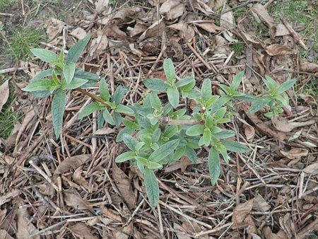 Buddleja davidii Fascination 2019-03-23 7731.JPG