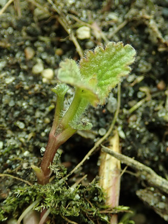 Lamium album 2019-03-24 7799.JPG