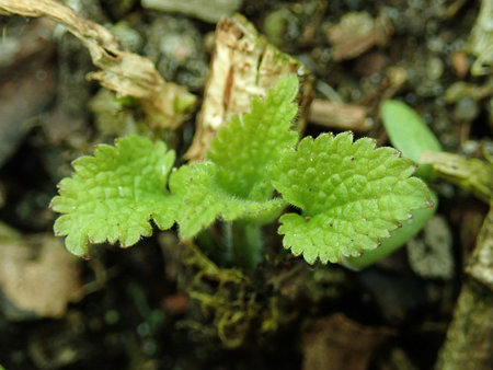 Lamium album 2019-03-24 7802.JPG