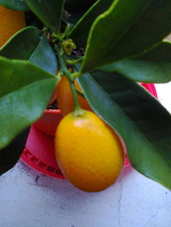 Kumkwat Margarita owoc.jpg