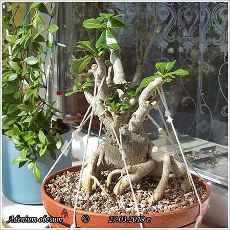 Adenium obesum  27.03.2019 002.jpg