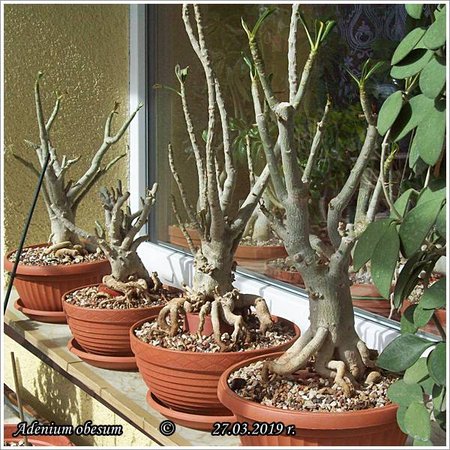 Adenium obesum  27.03.2019 004.jpg