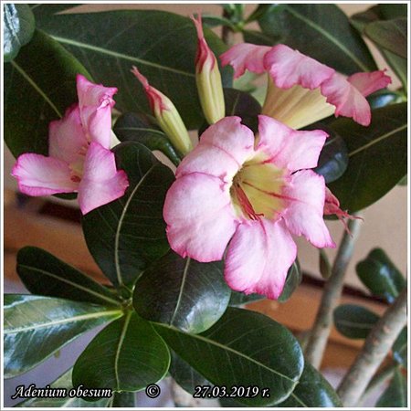 Adenium obesum  27.03.2019 004.jpg