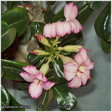 Adenium obesum  27.03.2019 001.jpg