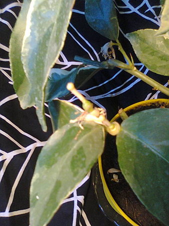 Citrus Limon Foliis Variegatis - Cytryna arbuzowata zawiązki owoców.jpg