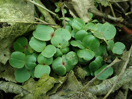 Impatiens glandulifera 2019-03-24 7824.JPG