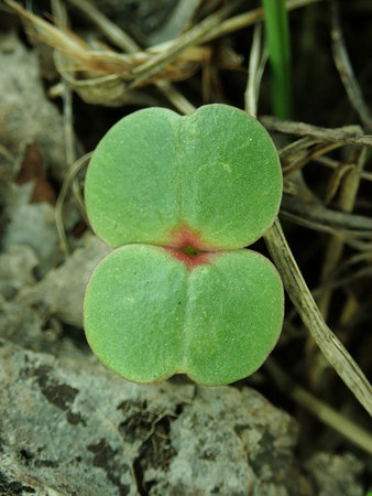 Impatiens glandulifera 2019-03-24 7909.JPG