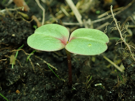 Impatiens glandulifera 2019-03-24 7936.JPG