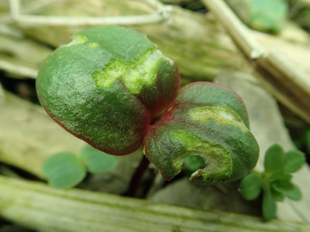 Impatiens glandulifera 2019-03-24 7939.JPG