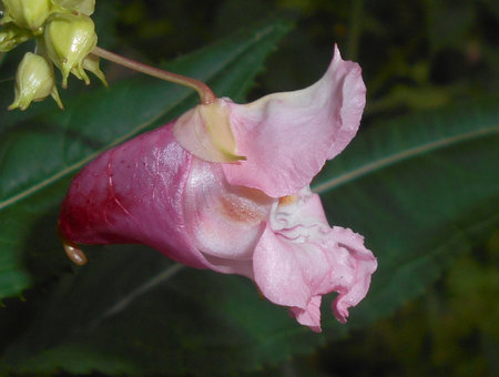 Impatiens_glandulifera_2016-09-03_3977.jpg