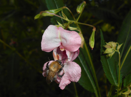 Impatiens_glandulifera_2016-09-03_3980.jpg