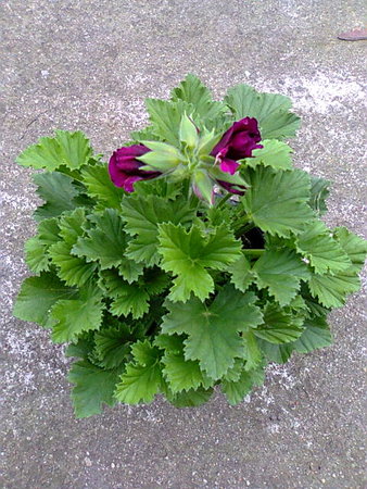 Pelargonia pachnąca-anginka.jpg