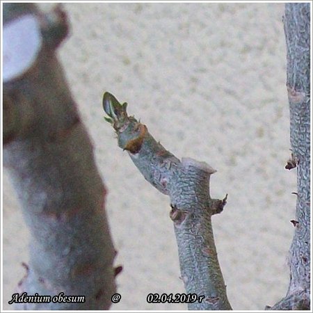 Adenium obesum 02.04.2019 001.jpg