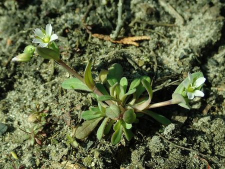 Holosteum umbellatum 2019-03-30 8453.JPG