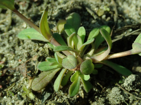 Holosteum umbellatum 2019-03-30 8454.JPG