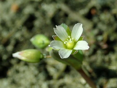 Holosteum umbellatum 2019-03-30 8455.JPG