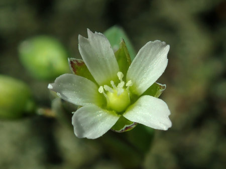 Holosteum umbellatum 2019-03-30 8458.JPG