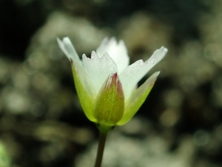 Holosteum umbellatum 2019-03-30 8466.JPG