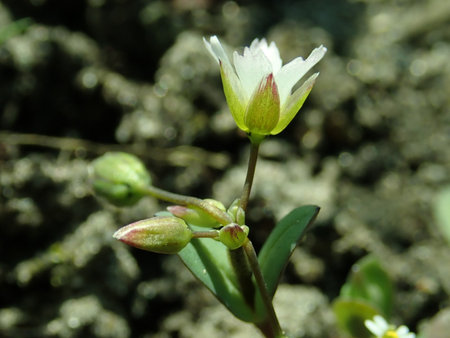 Holosteum umbellatum 2019-03-30 8468.JPG