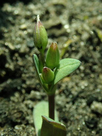 Holosteum umbellatum 2019-03-30 8470.JPG