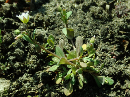 Holosteum umbellatum 2019-03-30 8471.JPG