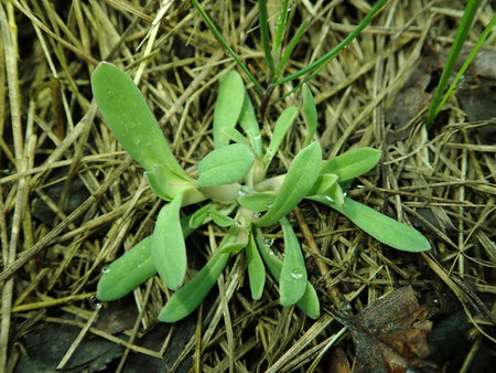 Holosteum umbellatum 2019-03-28 8296.JPG