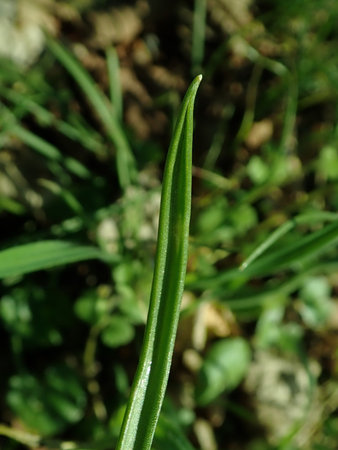 Gagea pratensis c 2019-03-30 8497.JPG