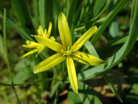 Gagea lutea b 2019-04-04 8976.JPG