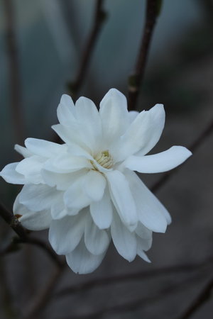 magnolia 1.jpg