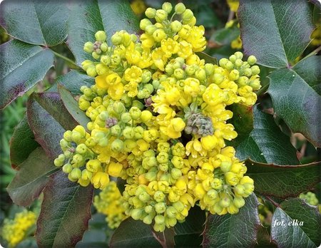 mahonia.jpg