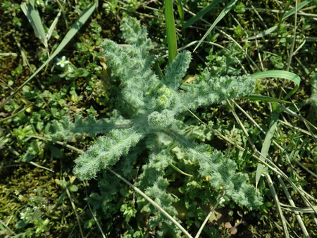 Senecio vernalis 2019-04-05 9157.JPG