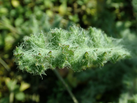 Senecio vernalis 2019-04-05 9158.JPG