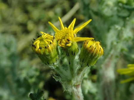 Senecio vernalis 2019-04-05 9166.JPG