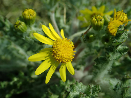 Senecio vernalis 2019-04-05 9165.JPG