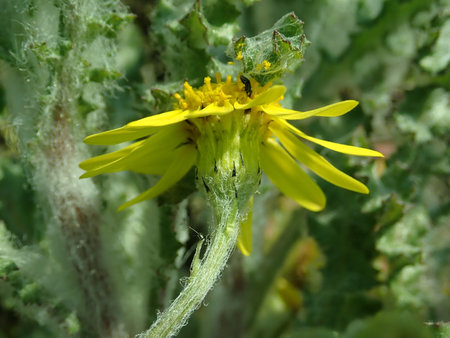 Senecio vernalis 2019-04-05 9167.JPG