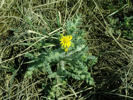 Senecio vernalis 2019-04-05 9173.JPG