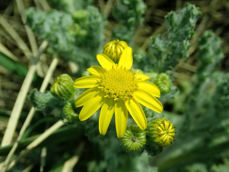 Senecio vernalis 2019-04-05 9174.JPG