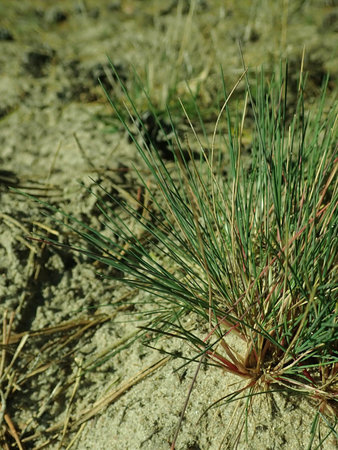 Corynephorus canescens 2019-03-30 8759.JPG