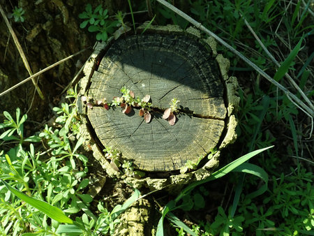 Galium aparine 2019-03-30 8557.JPG