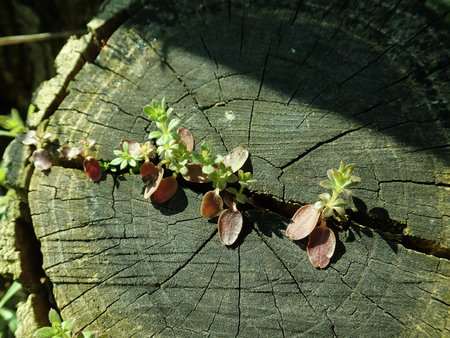 Galium aparine 2019-03-30 8558.JPG