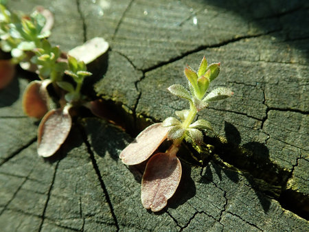 Galium aparine 2019-03-30 8559.JPG