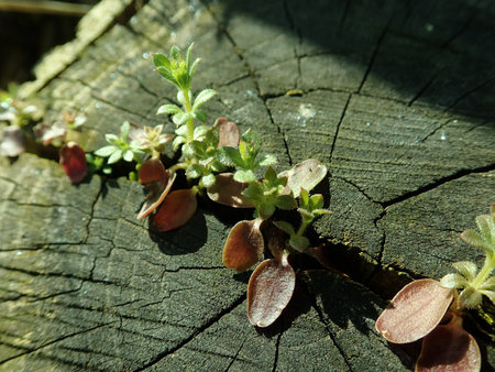 Galium aparine 2019-03-30 8563.JPG