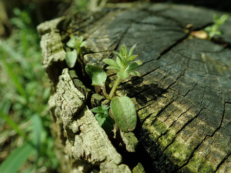 Galium aparine 2019-03-30 8564.JPG