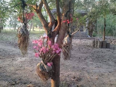 Adenium w Indiach.jpg