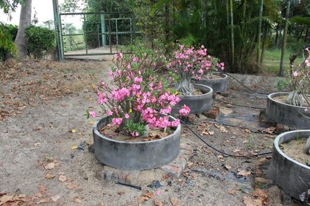 Adenium India_3_a.jpg