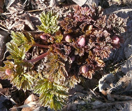 Corydalis nobilis.JPG