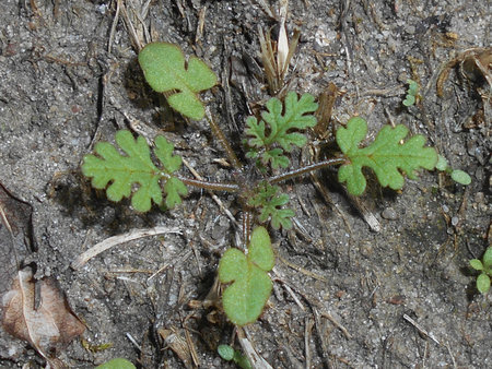 ZZ Erodium cicutarium 2018-07-21 6862.JPG