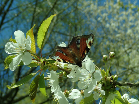 Aglais io 2019-04-20 1578.JPG