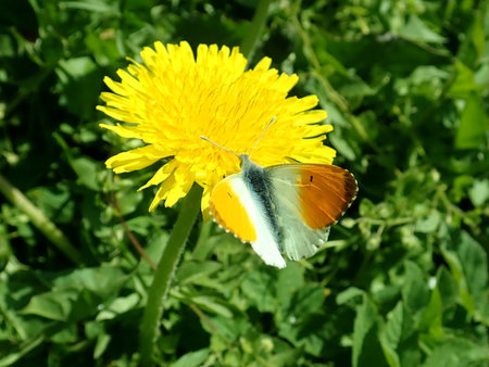 Anthocharis cardamines 2019-04-20 1558.JPG